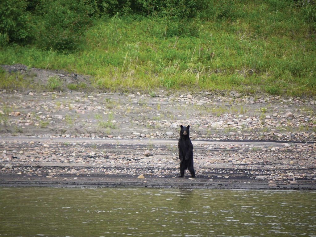 Black bear along the Mackenzie River