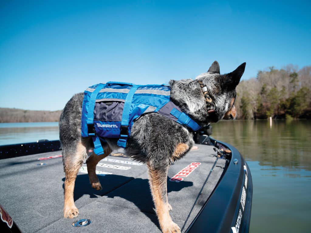 Best Gear for Boating Dogs