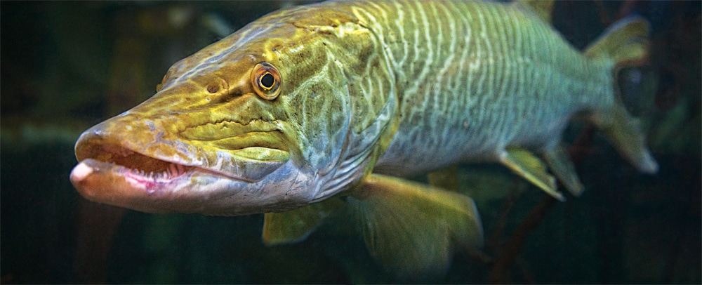 On The Trail of America's Meanest Fish | Boating Mag