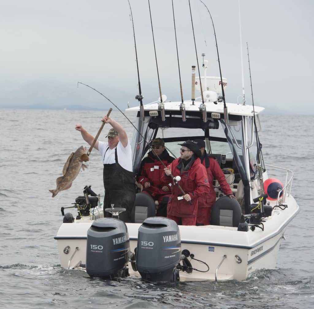 Lingcod Catch