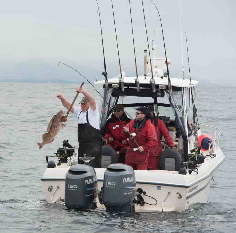 Lingcod Catch