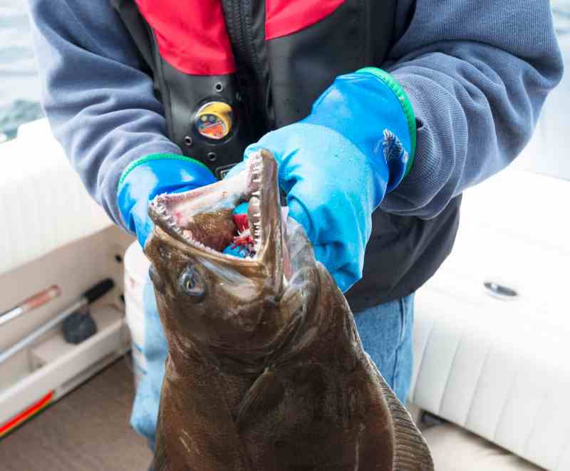 Flatfish Fun