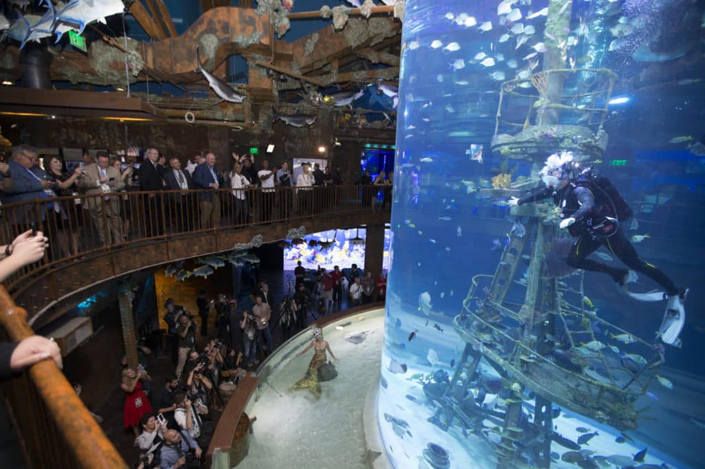 Wonders of Wildlife Museum Opening