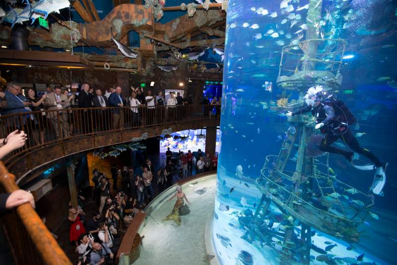Wonders of Wildlife Museum Opening