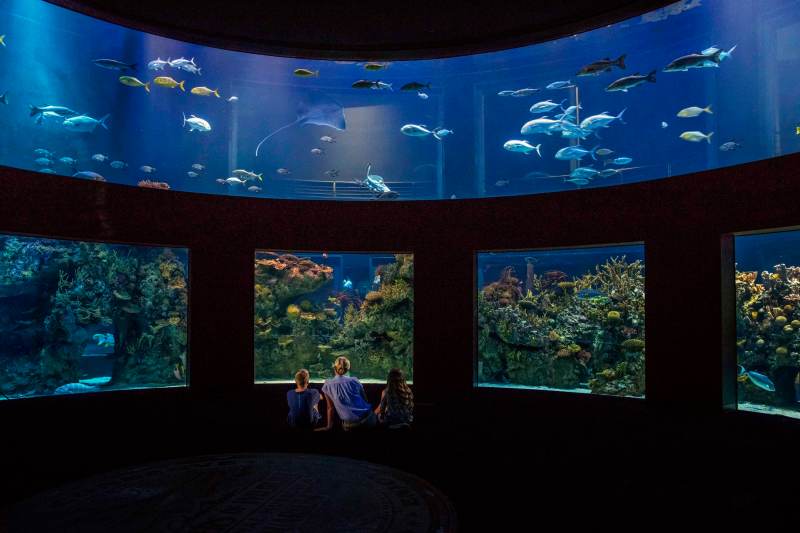 Wonders of Wildlife Museum Opening