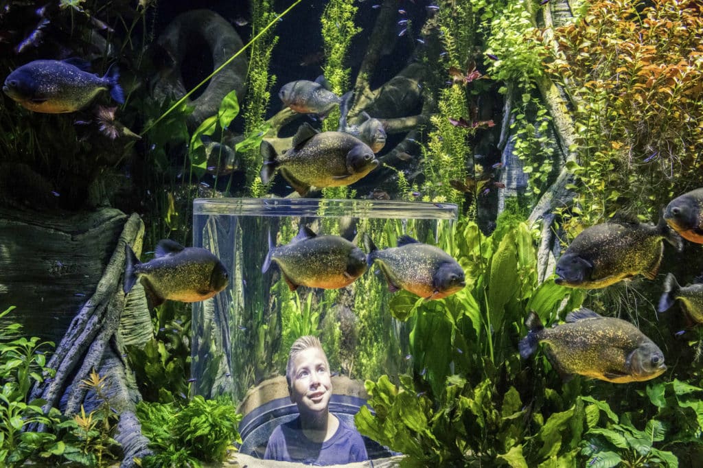 Wonders of Wildlife Museum Opening