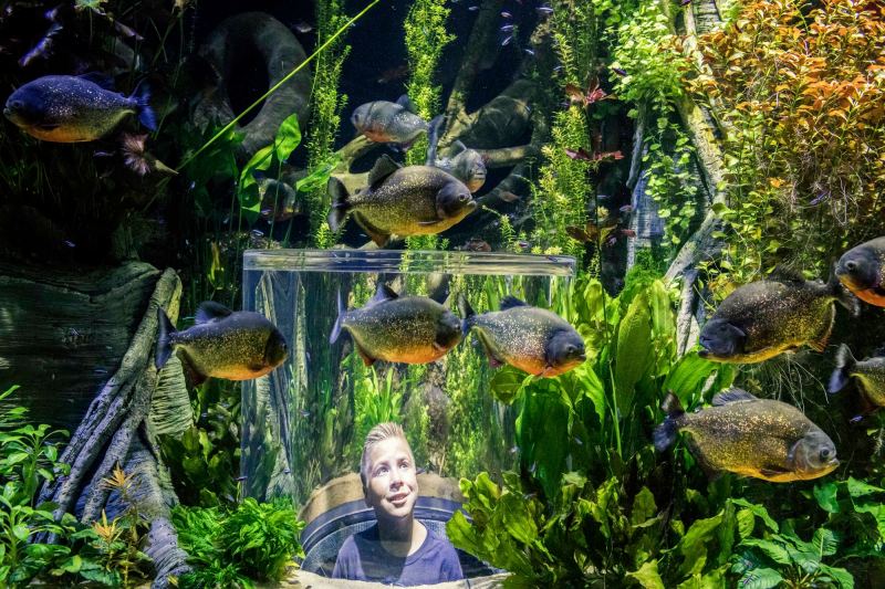 Wonders of Wildlife Museum Opening