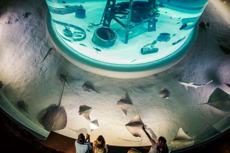 Wonders of Wildlife Museum Opening