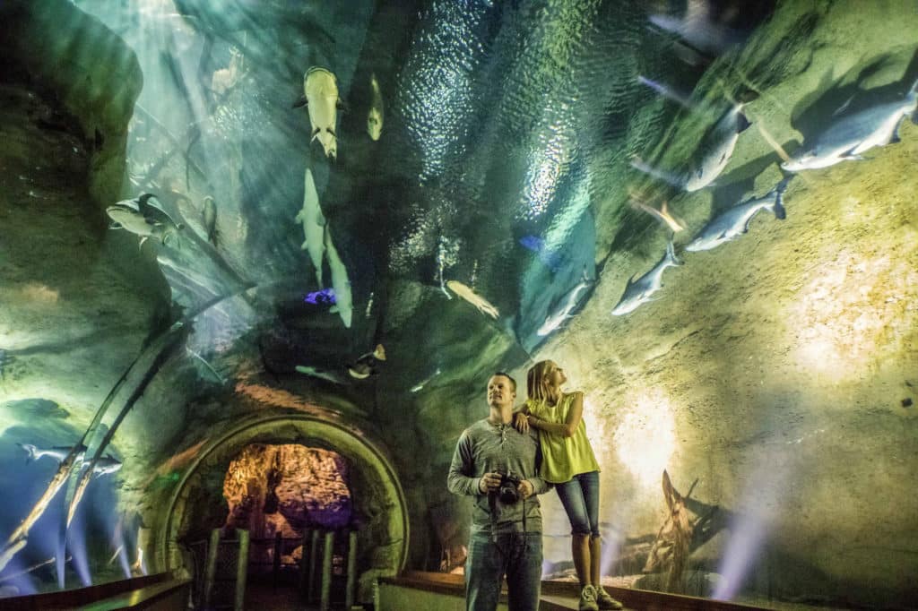 Wonders of Wildlife Museum Opening