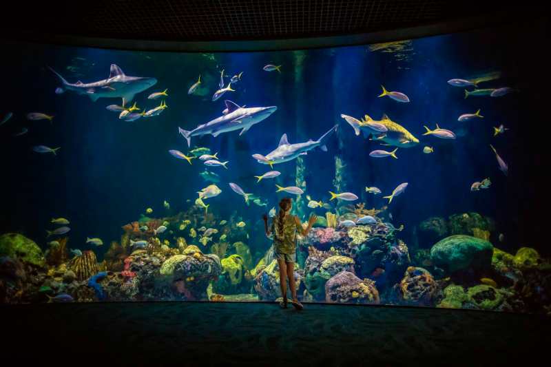 Wonders of Wildlife Museum Opening