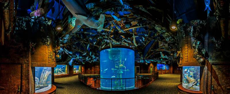 Wonders of Wildlife Museum Opening