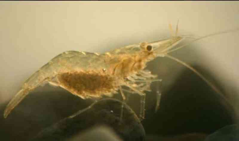 Grass Shrimp