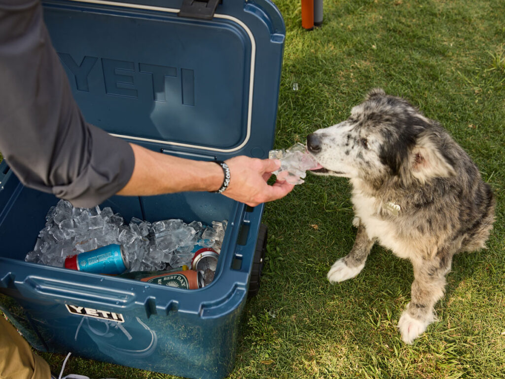 Dog licking ice next to YETI cooler
