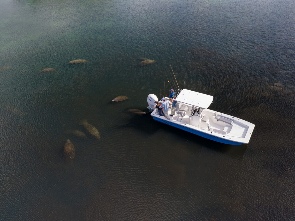 Manatees gathering in Homosassa