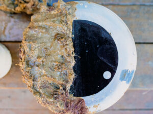 Antifouling coating on transducer